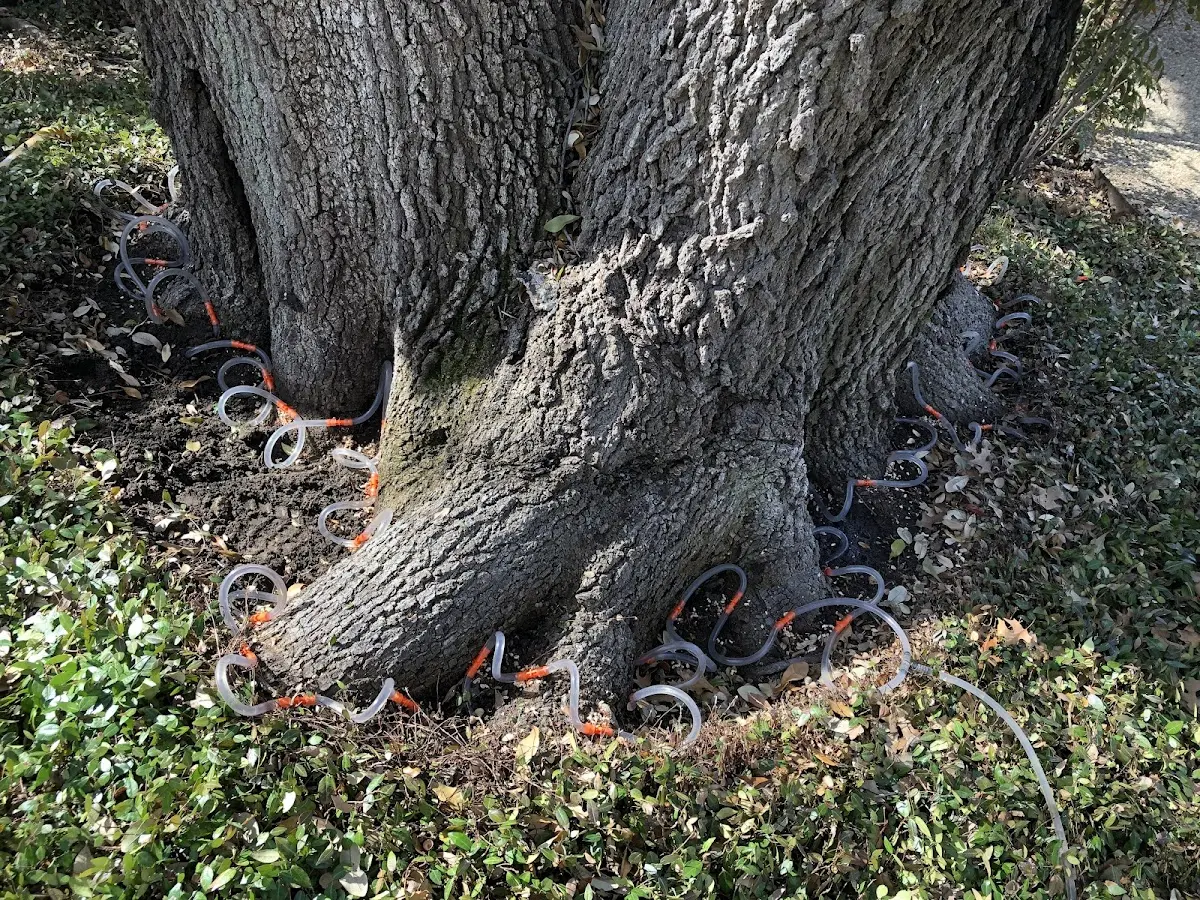 Detailed Tree Cabling and Bracing job site in Wappapello